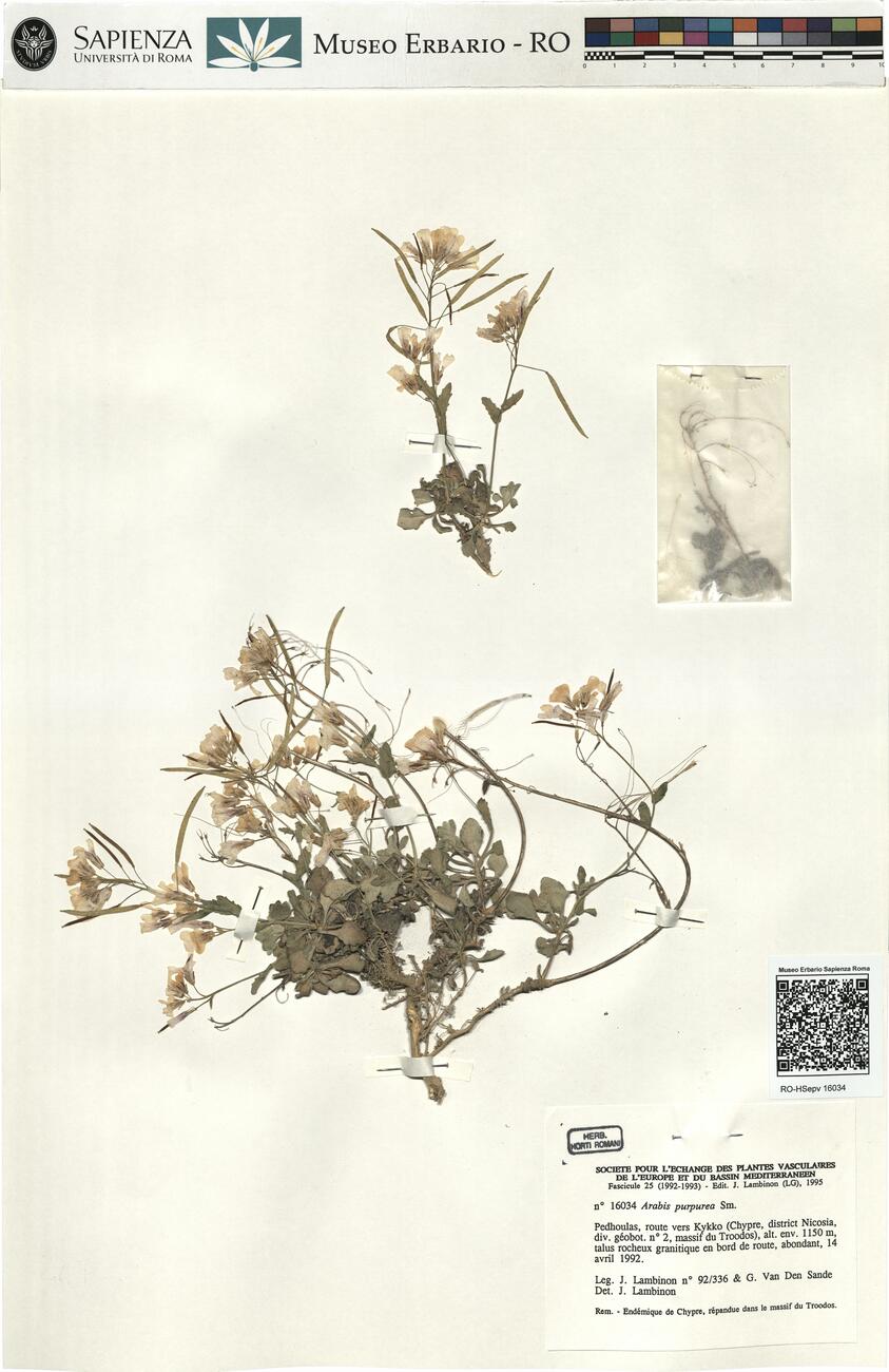 Arabis purpurea Sm. -  RO-HSepv 16034 photo