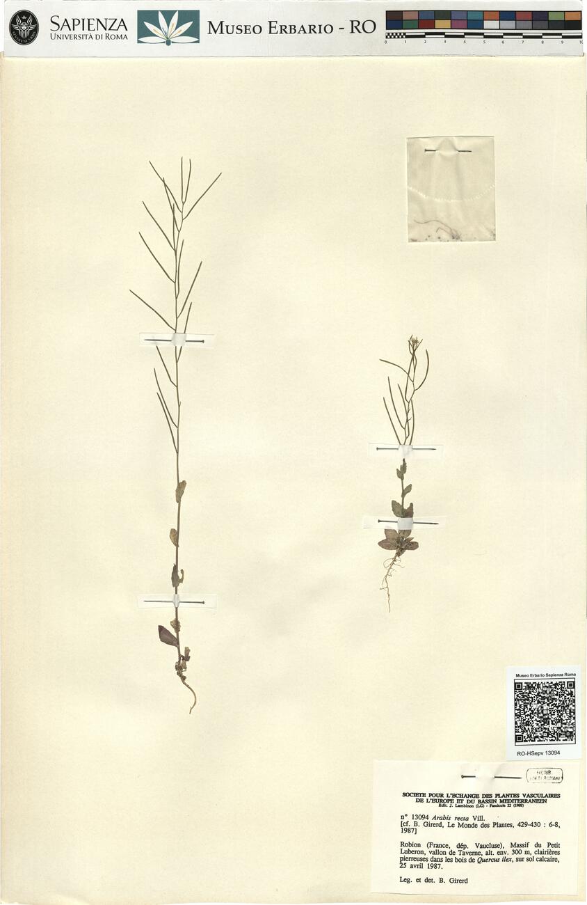 Arabis recta Vill. -  RO-HSepv 13094 photo