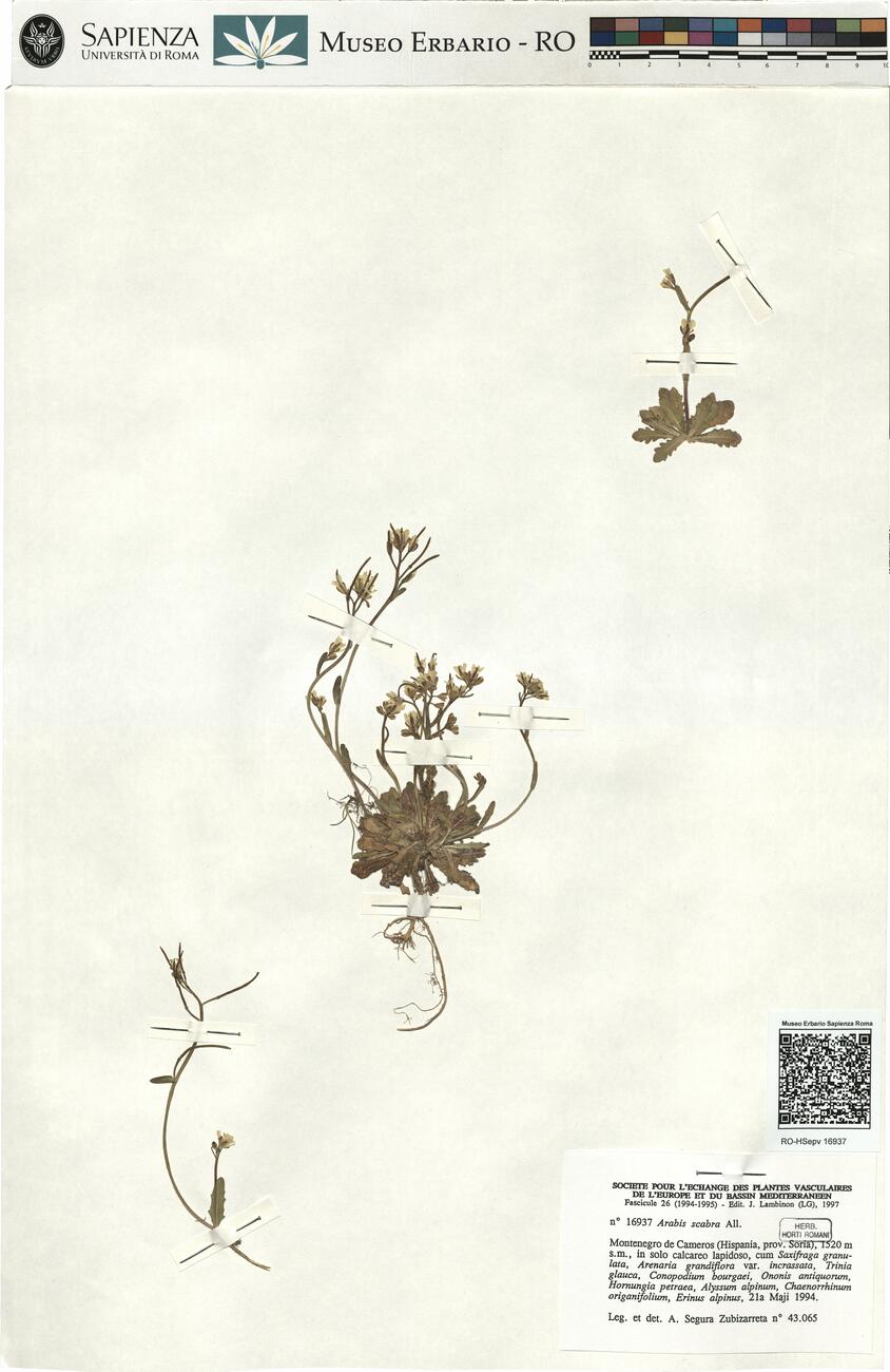 Arabis scabra All. -  RO-HSepv 16937 photo
