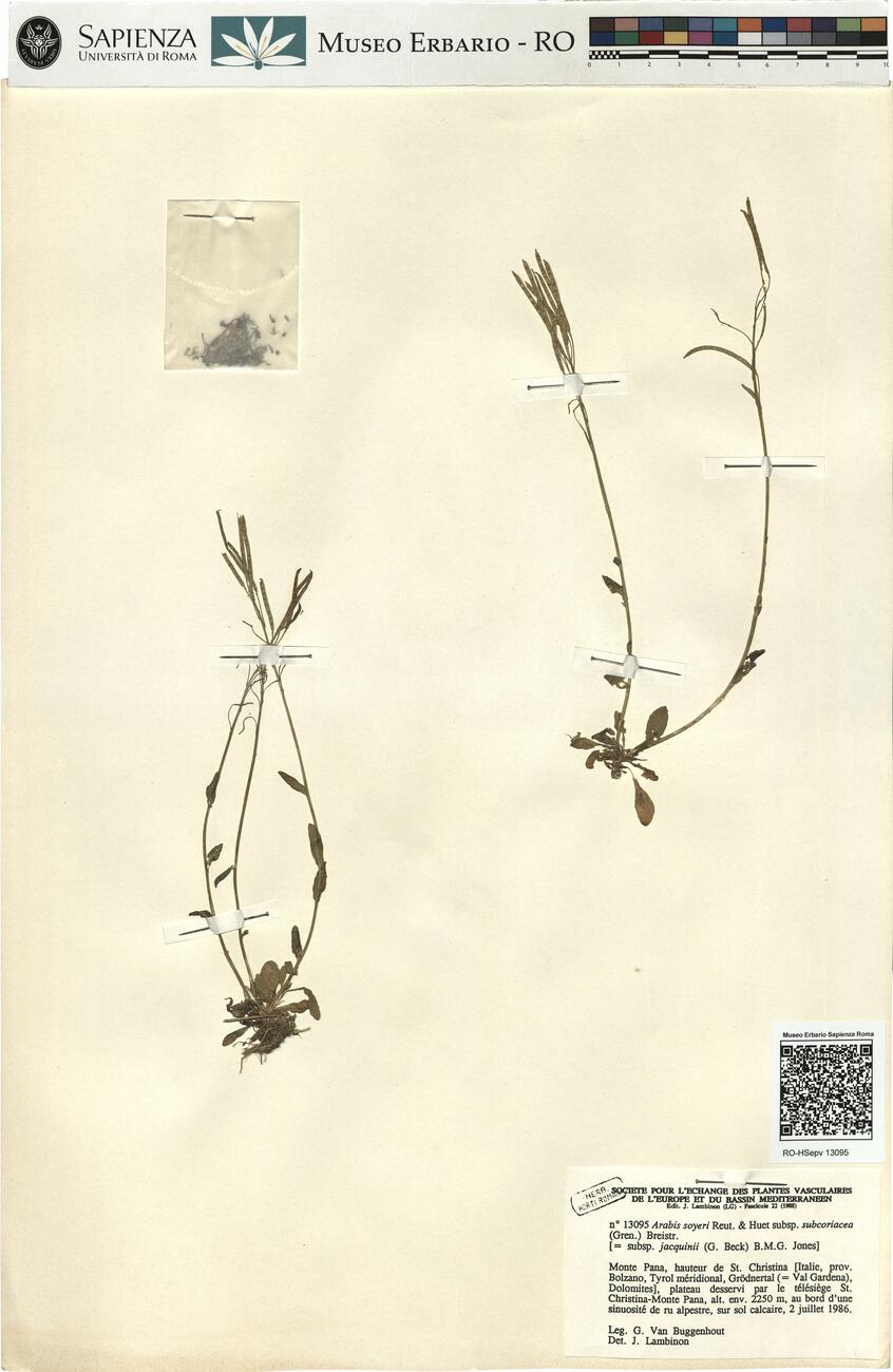 Arabis soyeri Reut. & Huet subsp. subcoriacea (Gren.) Breistr. -  RO-HSepv 13095 photo