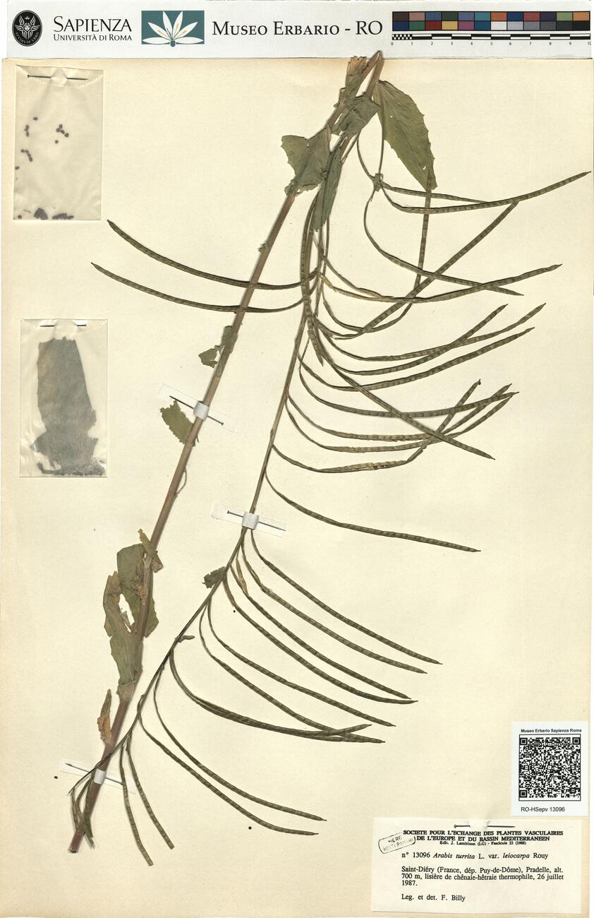 Arabis turrita L. var. leiocarpa Rouy  -  RO-HSepv 13096 photo