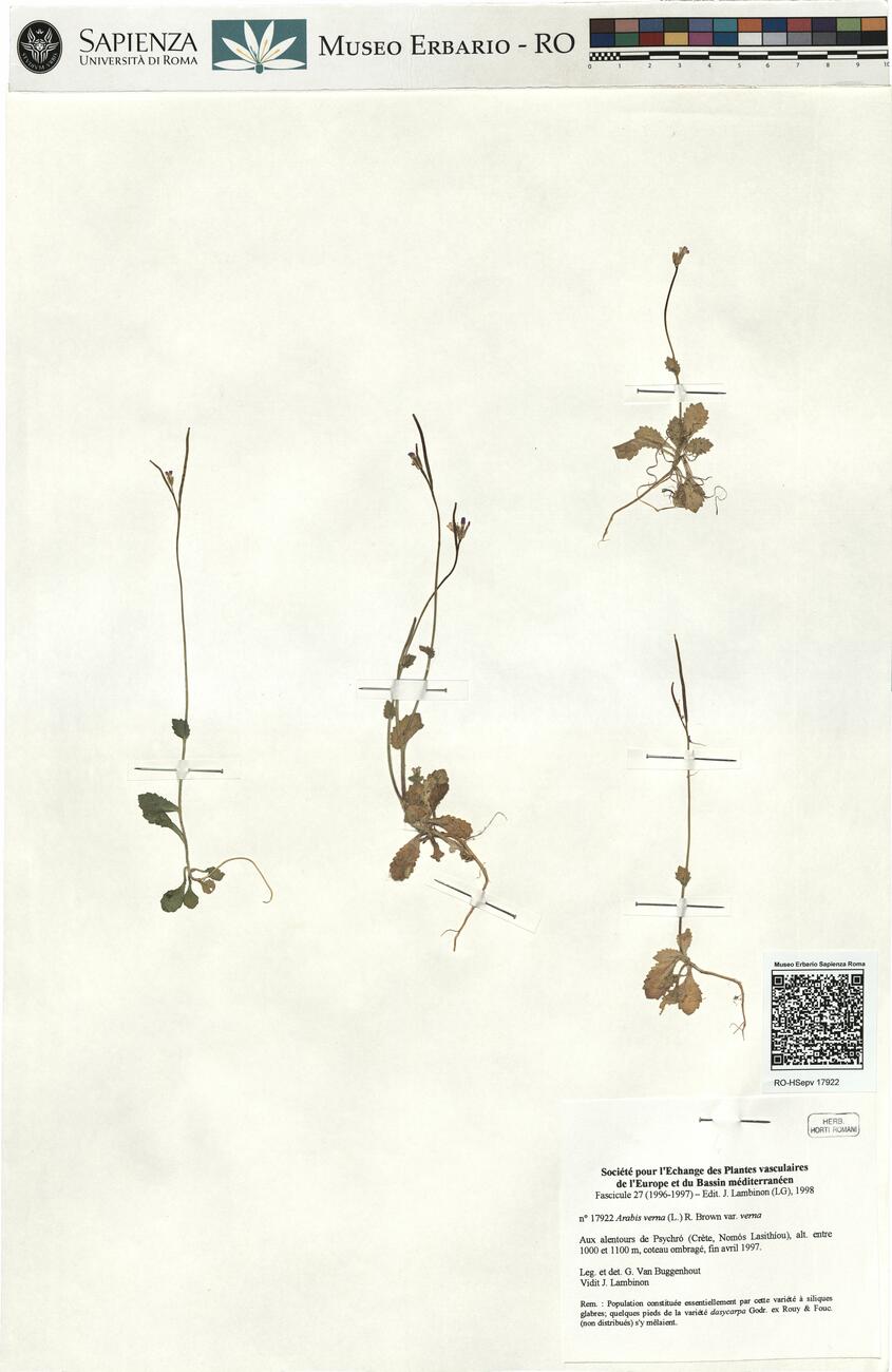 Arabis verna (L.) R. Brown var. verna  -  RO-HSepv 17922  photo