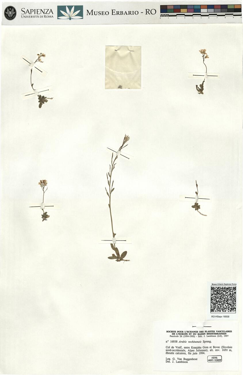 Arabis vochinensis Spreng. -  RO-HSepv 16938 photo