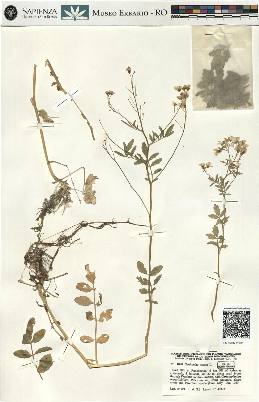 Cardamine amara L.  -  RO-HSepv 14070 photo