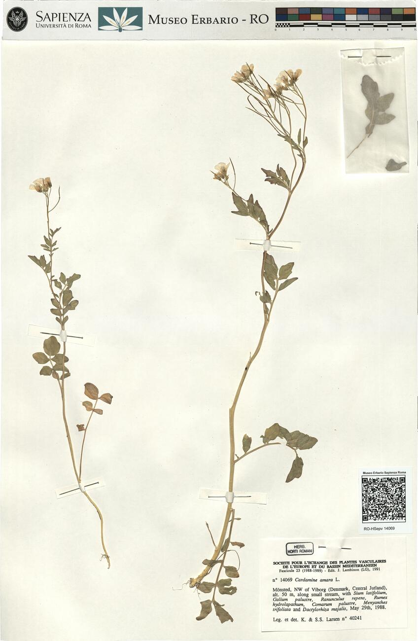 Cardamine amara L.  -  RO-HSepv 14069 photo