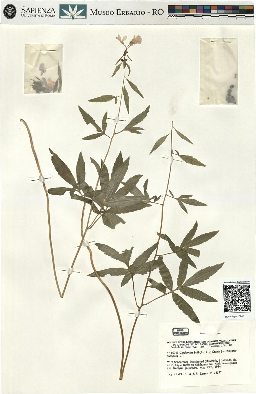 Cardamine bulbifera (L.) Crantz  -  RO-HSepv 16043 photo
