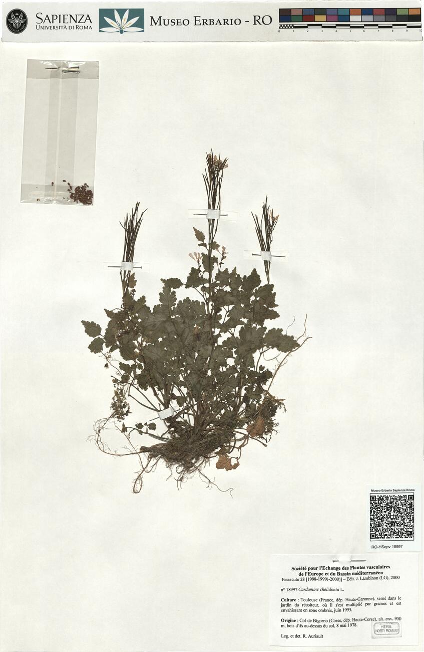 Cardamine chelidonia L.  -  RO-HSepv 18997 photo
