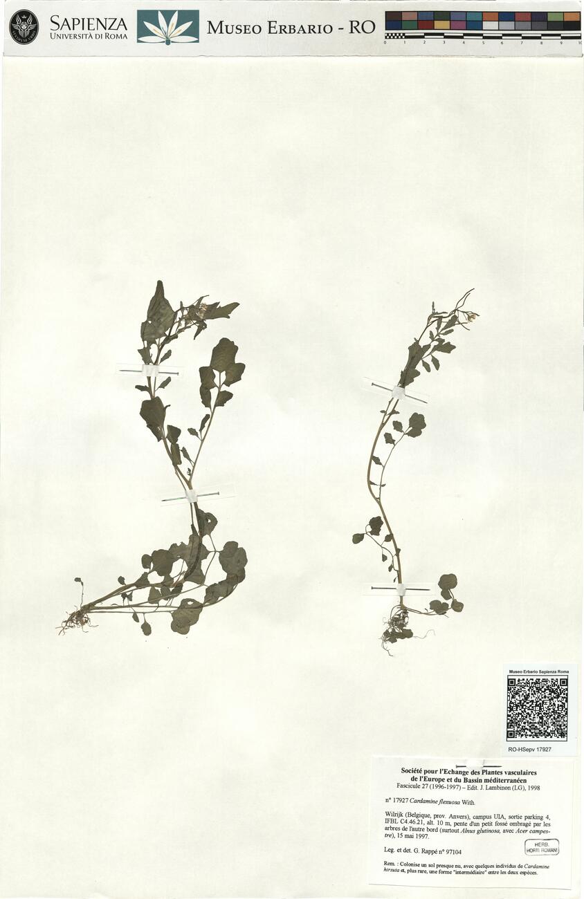 Cardamine flexuosa With. -  RO-HSepv 17927 photo