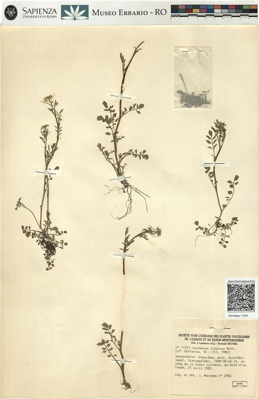 Cardamine flexuosa With. -  RO-HSepv 11253 photo