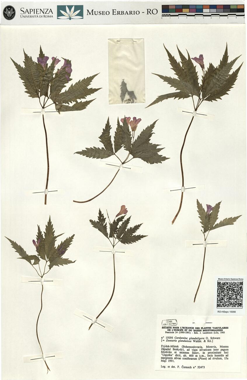 Cardamine glanduligera O. Schwarz -  RO-HSepv 15056 photo