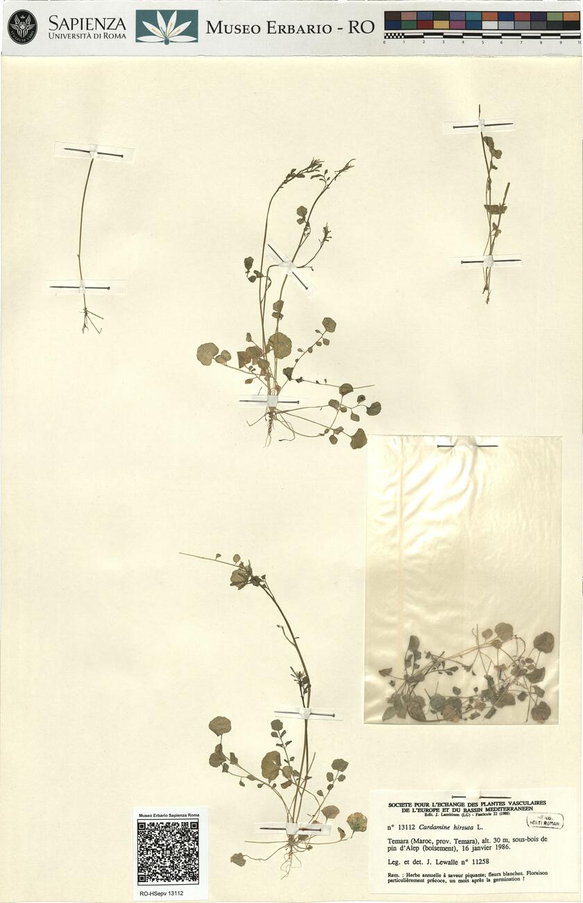 Cardamine hirsuta L.  -  RO-HSepv 13112 photo