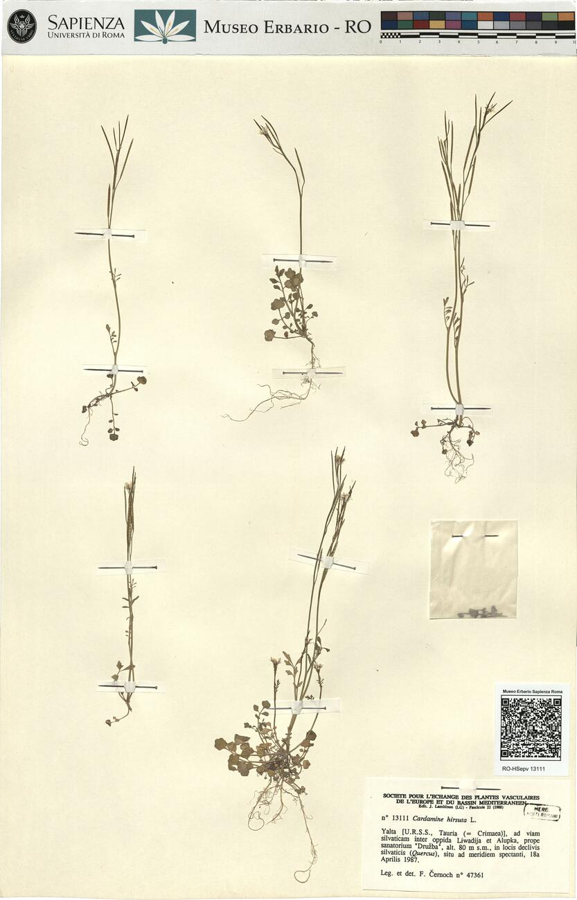 Cardamine hirsuta L.  -  RO-HSepv 13111 photo