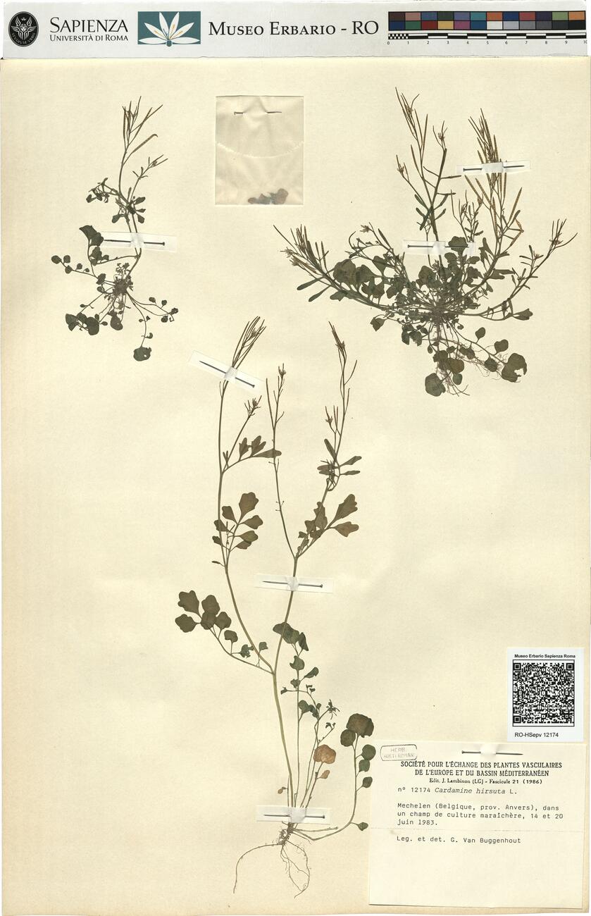 Cardamine hirsuta L.  -  RO-HSepv 12174 photo