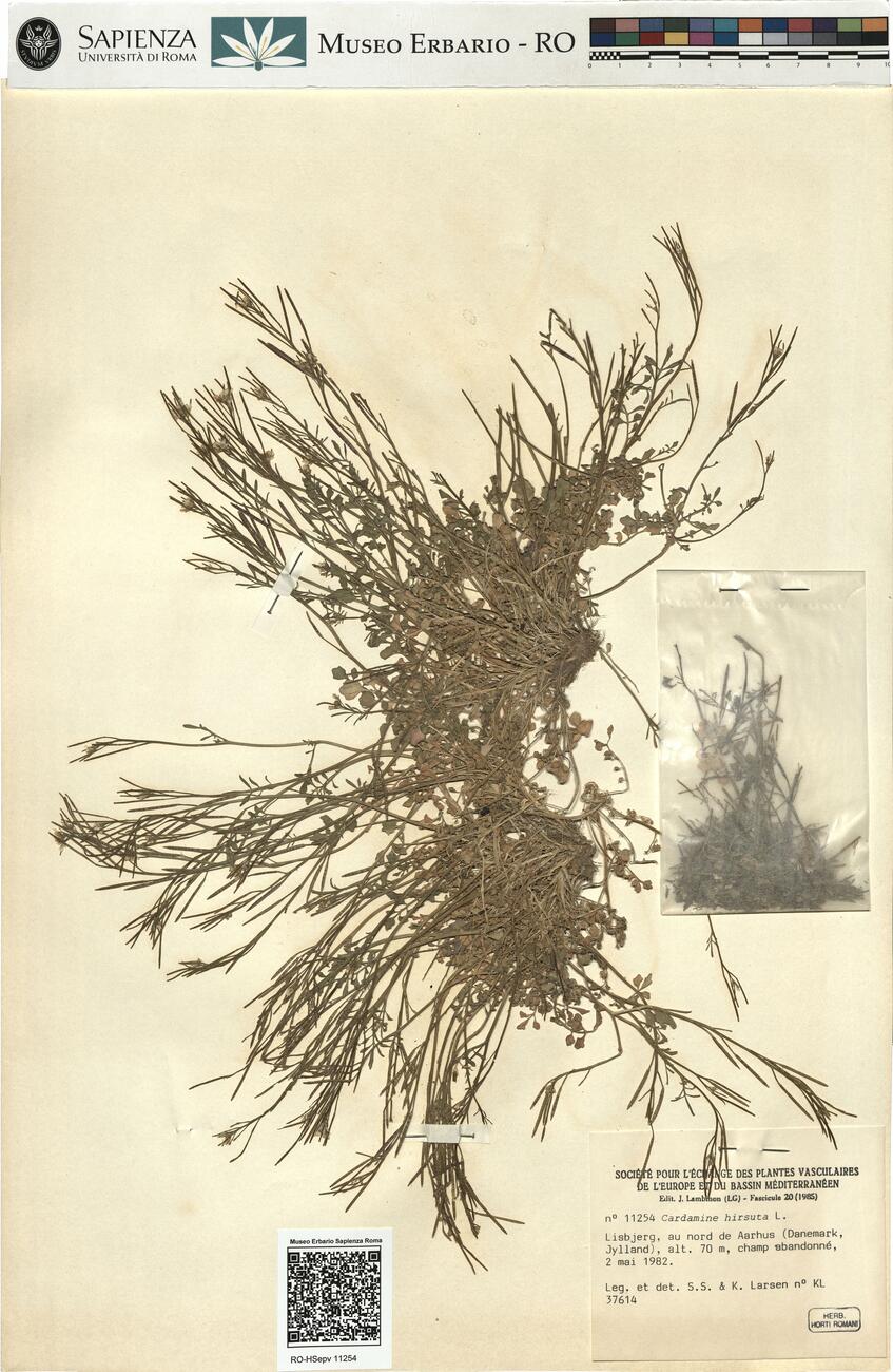 Cardamine hirsuta L.  -  RO-HSepv 11254 photo