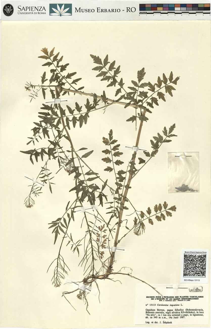 Cardamine impatiens L. -  RO-HSepv 13113 photo