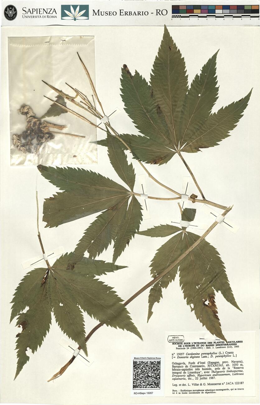 Cardamine pentaphyllos (L.) Crantz -  RO-HSepv 15057 photo