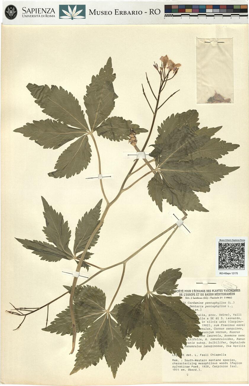 Cardamine pentaphyllos (L.) Crantz -  RO-HSepv 12175 photo