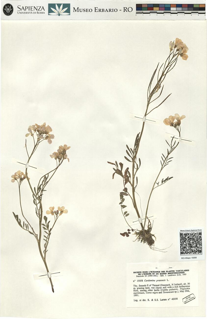 Cardamine pratensis L. -  RO-HSepv 15058 photo