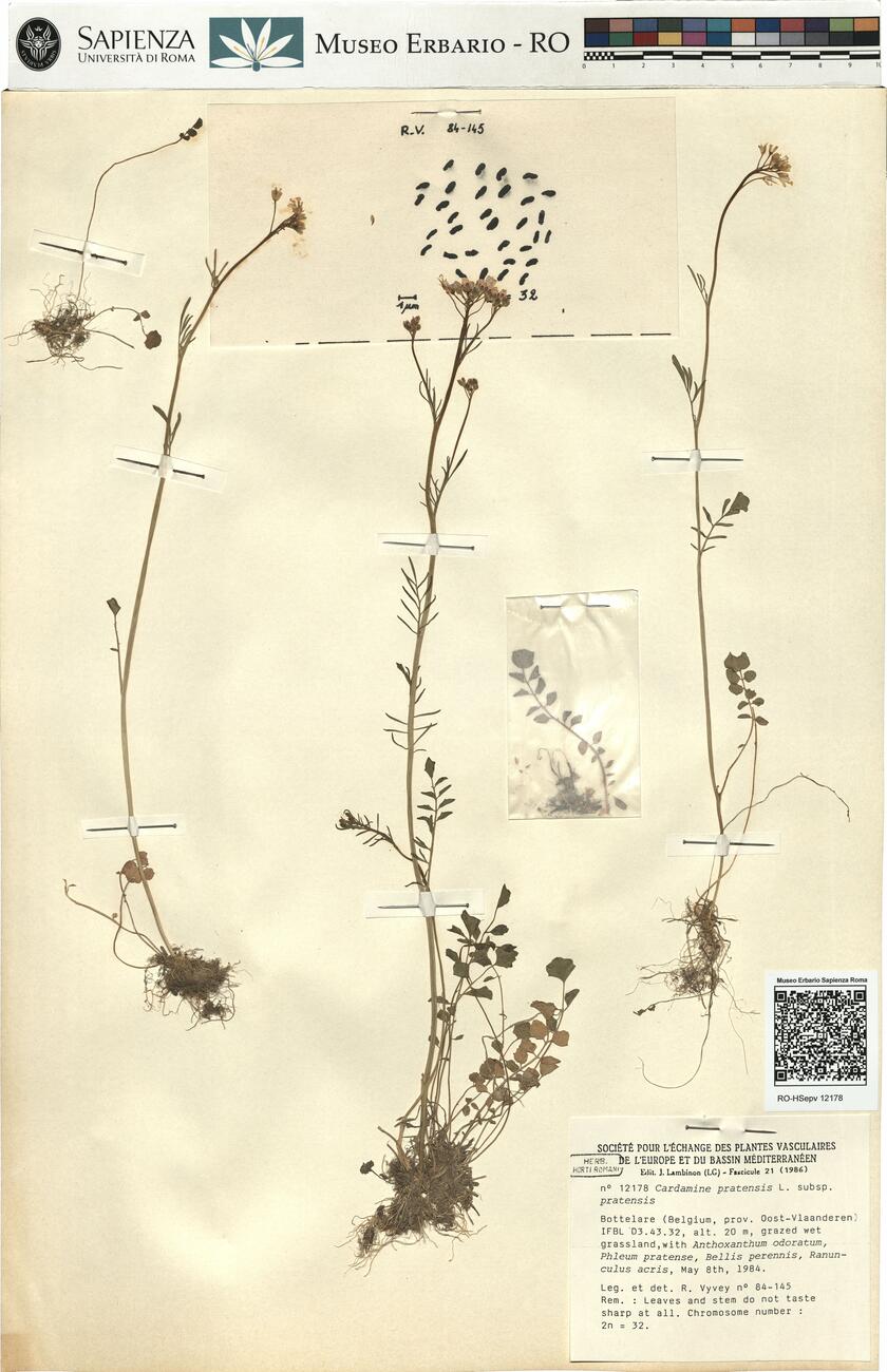 Cardamine pratensis L. subsp. pratensis -  RO-HSepv 12178 photo
