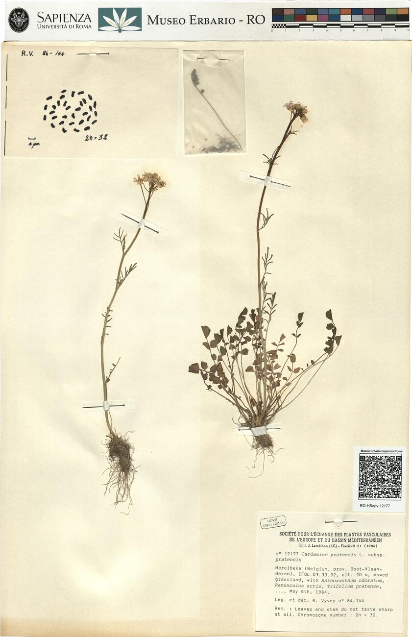 Cardamine pratensis L. subsp. pratensis -  RO-HSepv 12177 photo