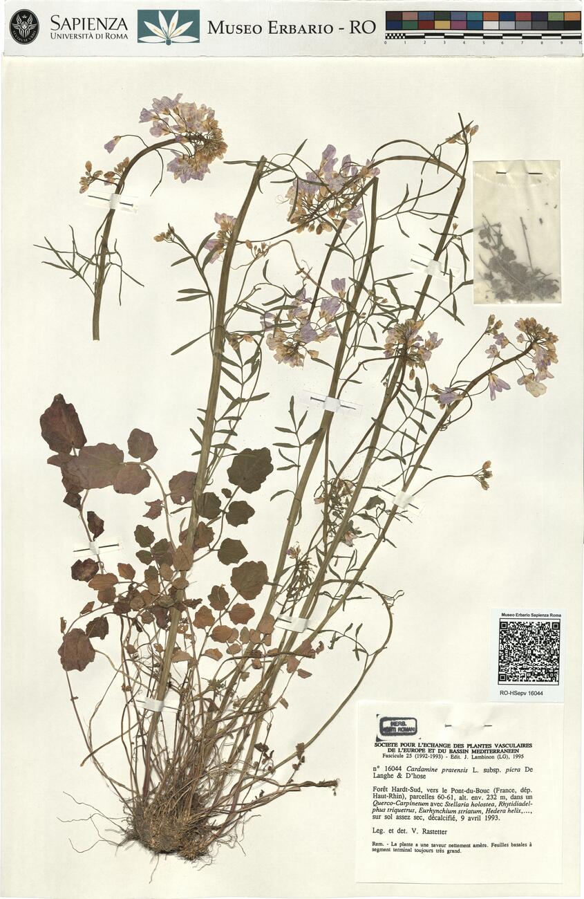 Cardamine pratensis L. subsp. picra De Langhe & D'hose -  RO-HSepv 16044 photo