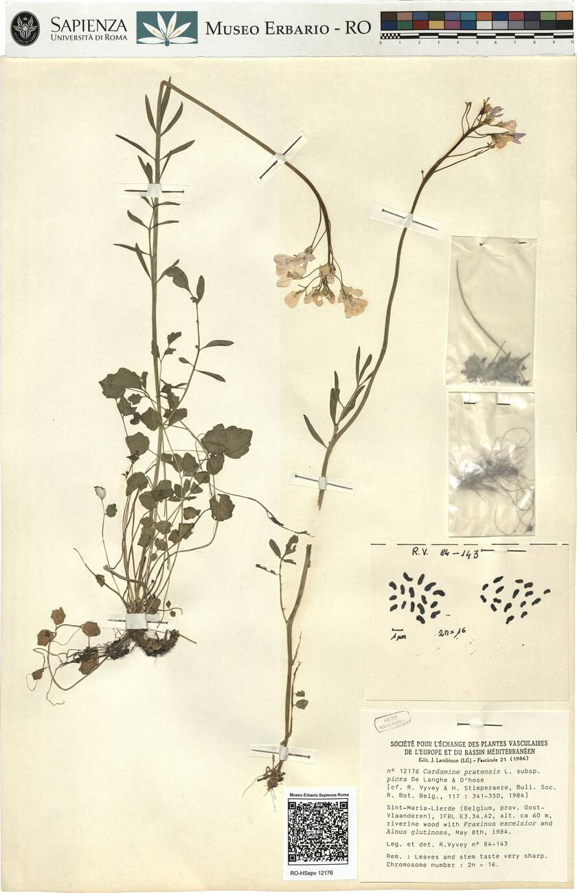 Cardamine pratensis L. subsp. picra De Langhe & D'hose -  RO-HSepv 12176 photo