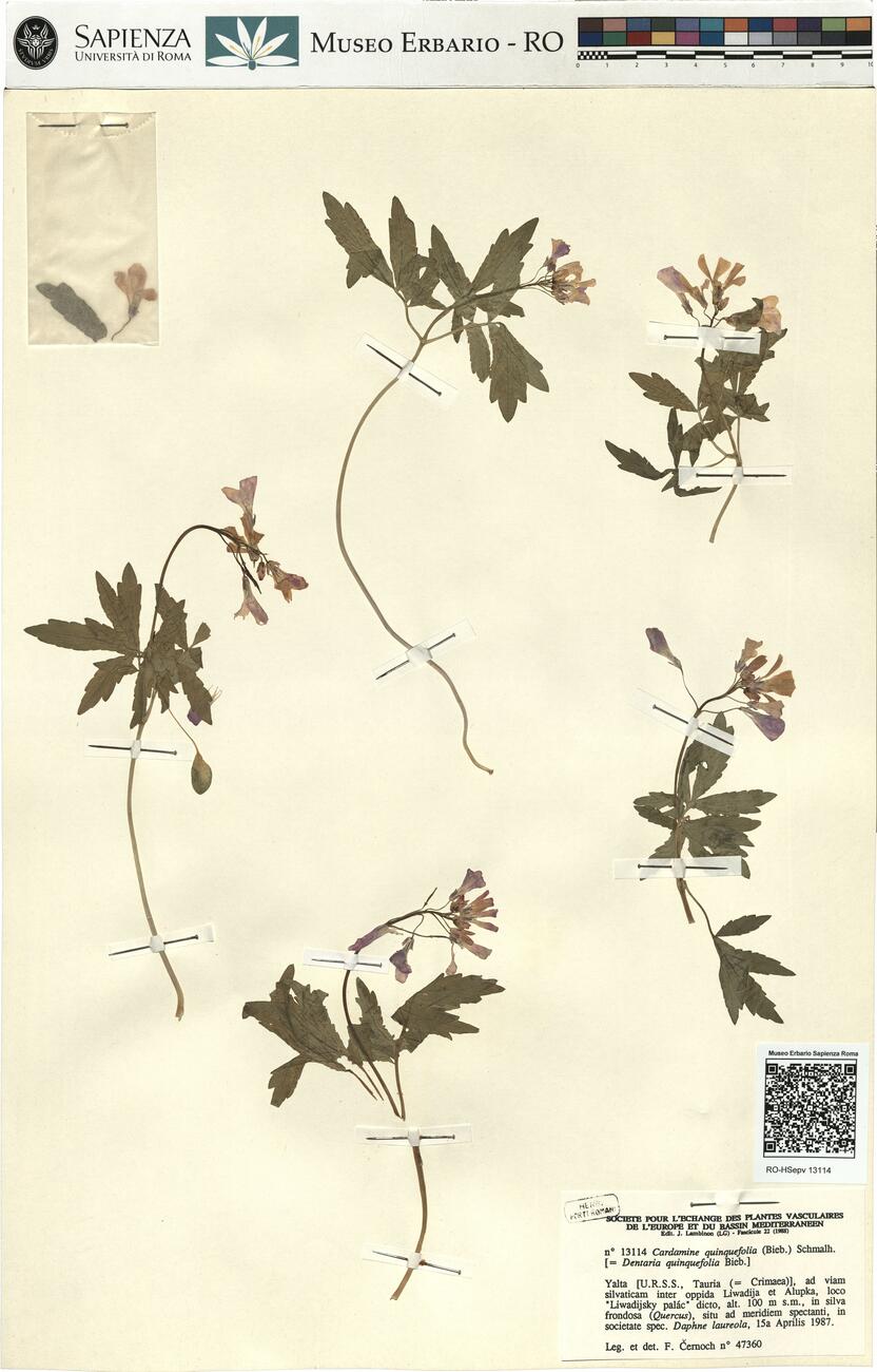 Cardamine quinquefolia (Bieb.) Schmalh.  -  RO-HSepv 13114 photo