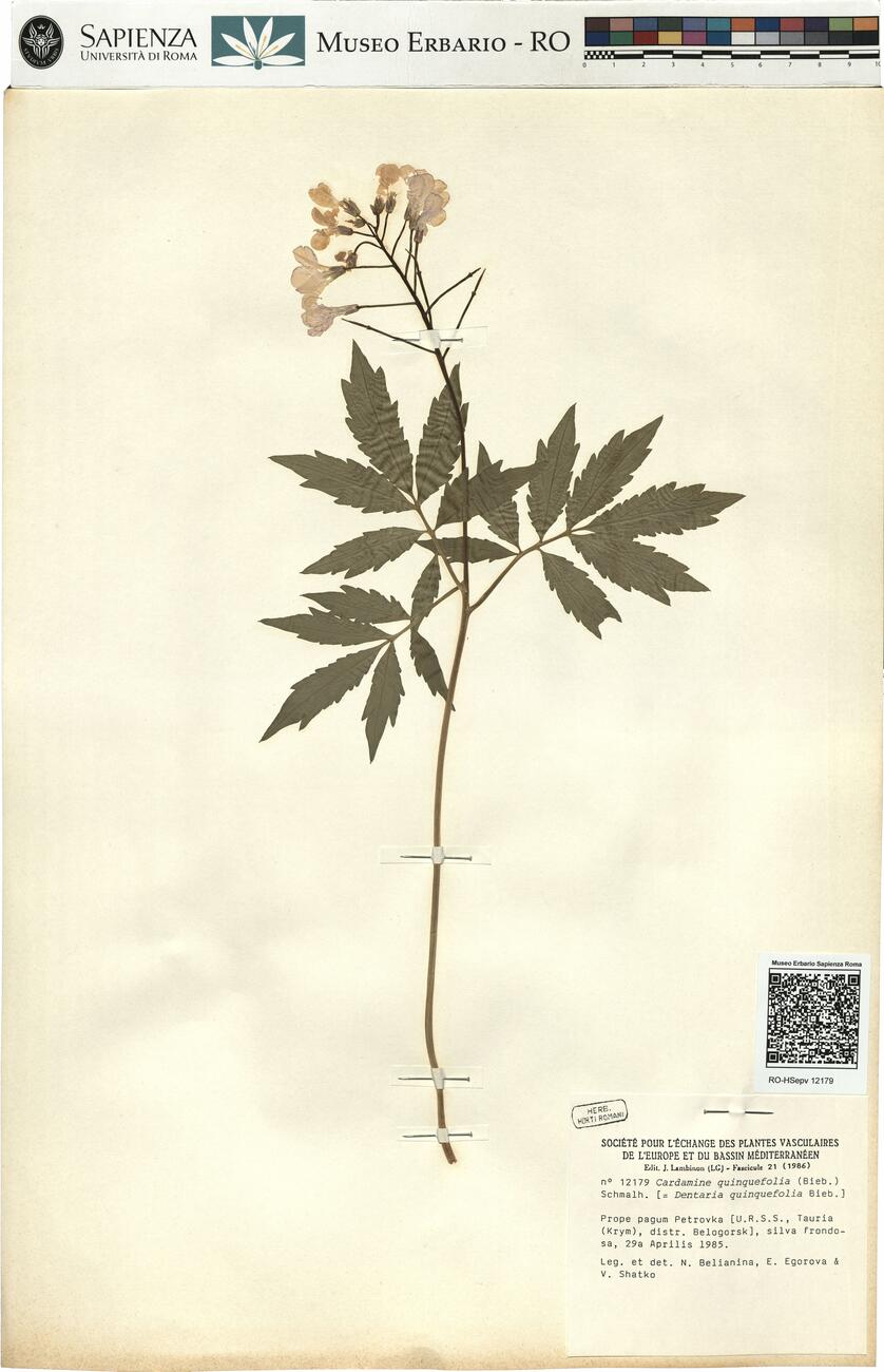 Cardamine quinquefolia (Bieb.) Schmalh.  -  RO-HSepv 12179 photo
