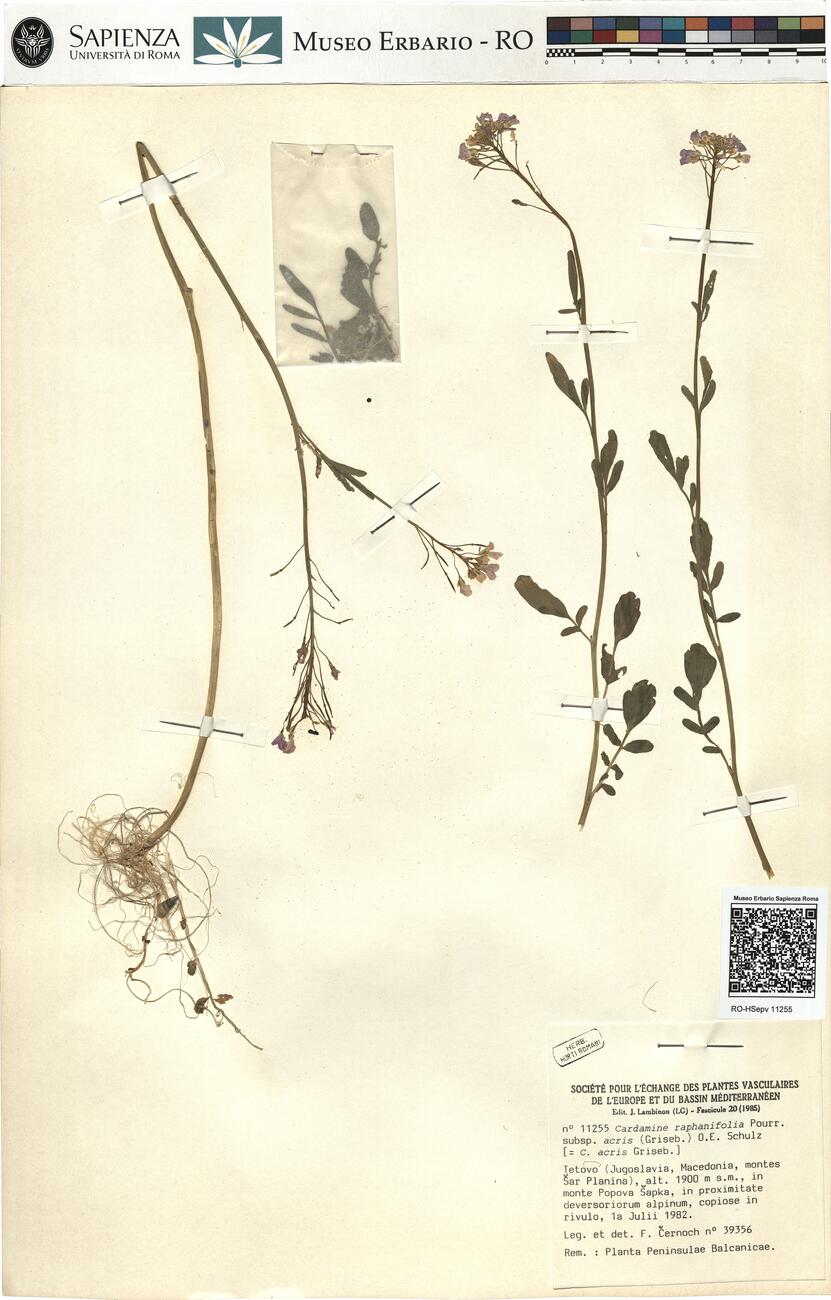 Cardamine raphanifolia Pourr. subsp. acris (Griseb.) O.E. Schulz -  RO-HSepv 11255 photo