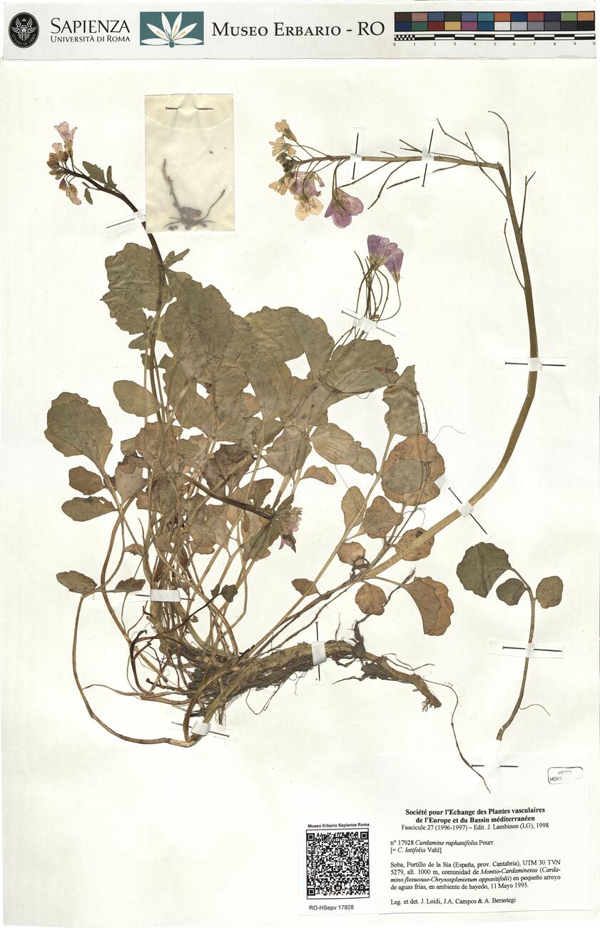 Cardamine raphanifolia Pourr.  -  RO-HSepv 17928 photo