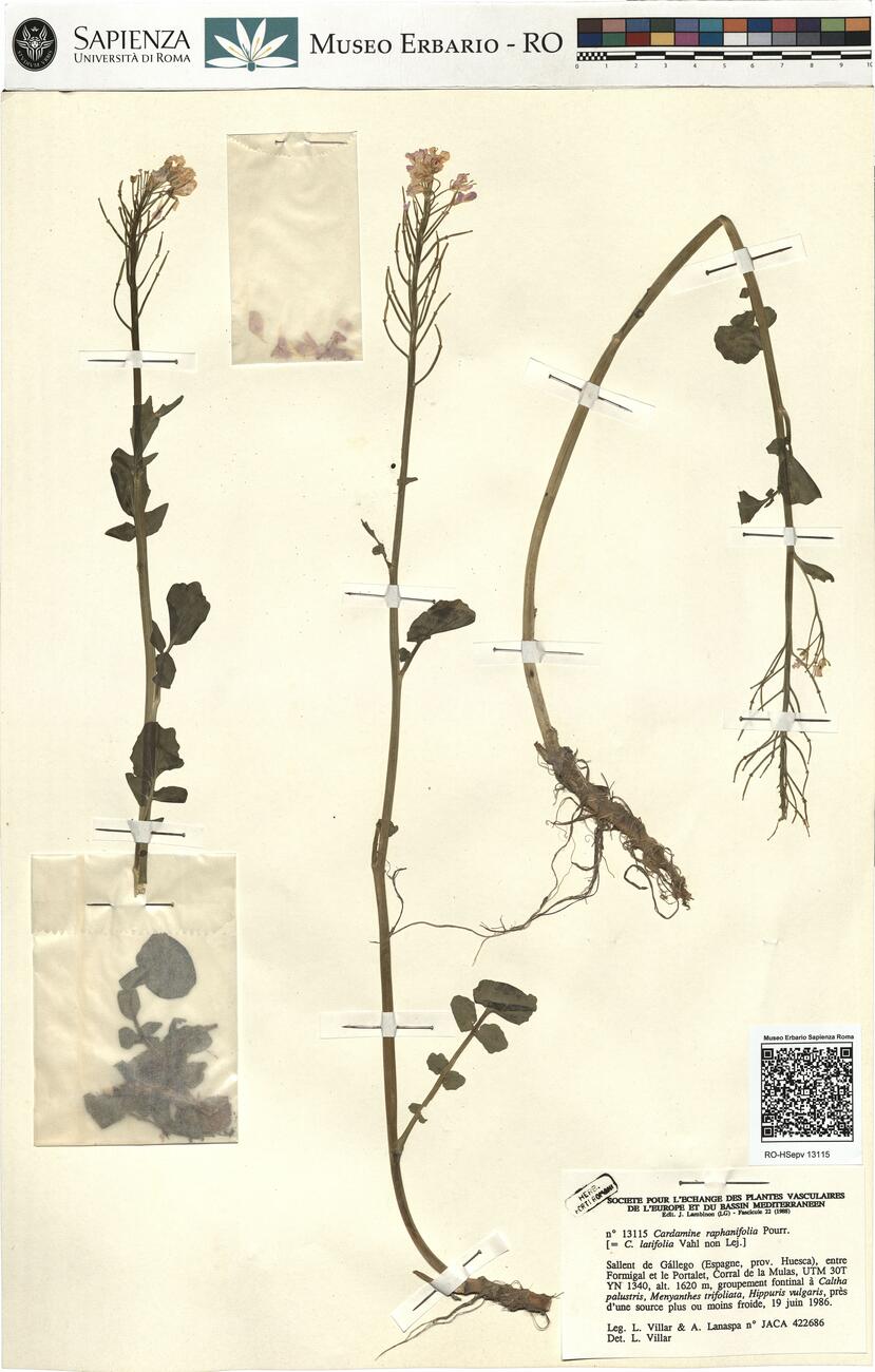 Cardamine raphanifolia Pourr.  -  RO-HSepv 13115 photo