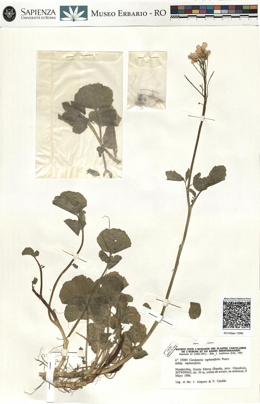 Cardamine raphanifolia Pourr. subsp. raphanifolia  -  RO-HSepv 15060 photo