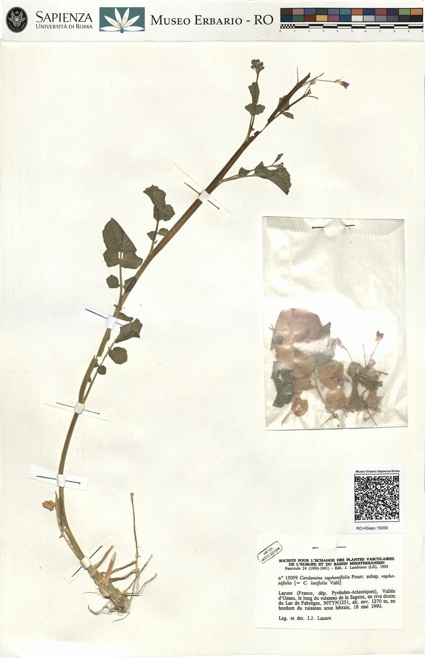 Cardamine raphanifolia Pourr. subsp. raphanifolia  -  RO-HSepv 15059 photo