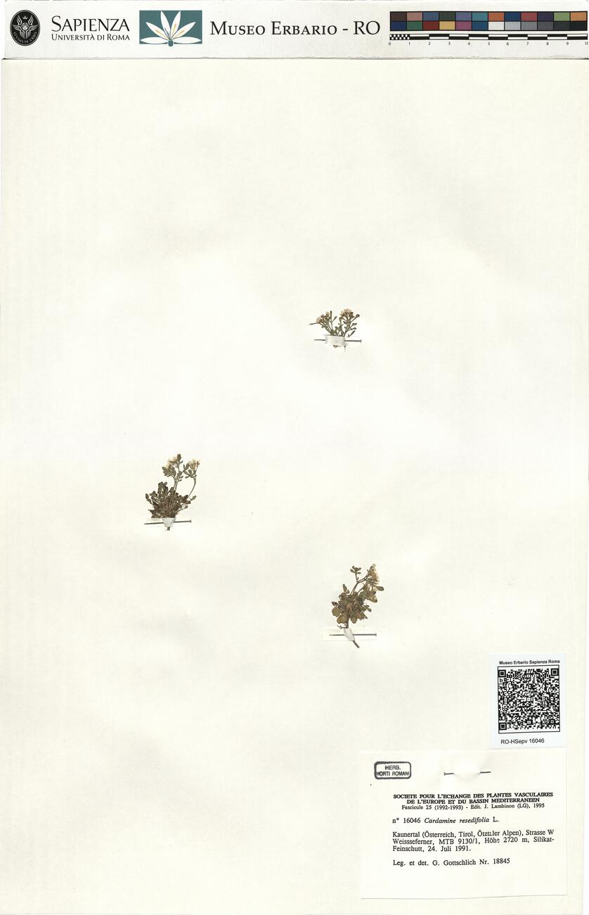 Cardamine resedifolia L.  -  RO-HSepv 16046 photo
