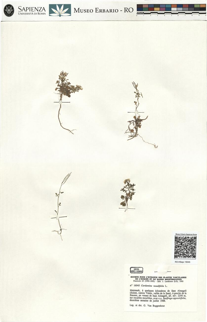 Cardamine resedifolia L.  -  RO-HSepv 16045 photo