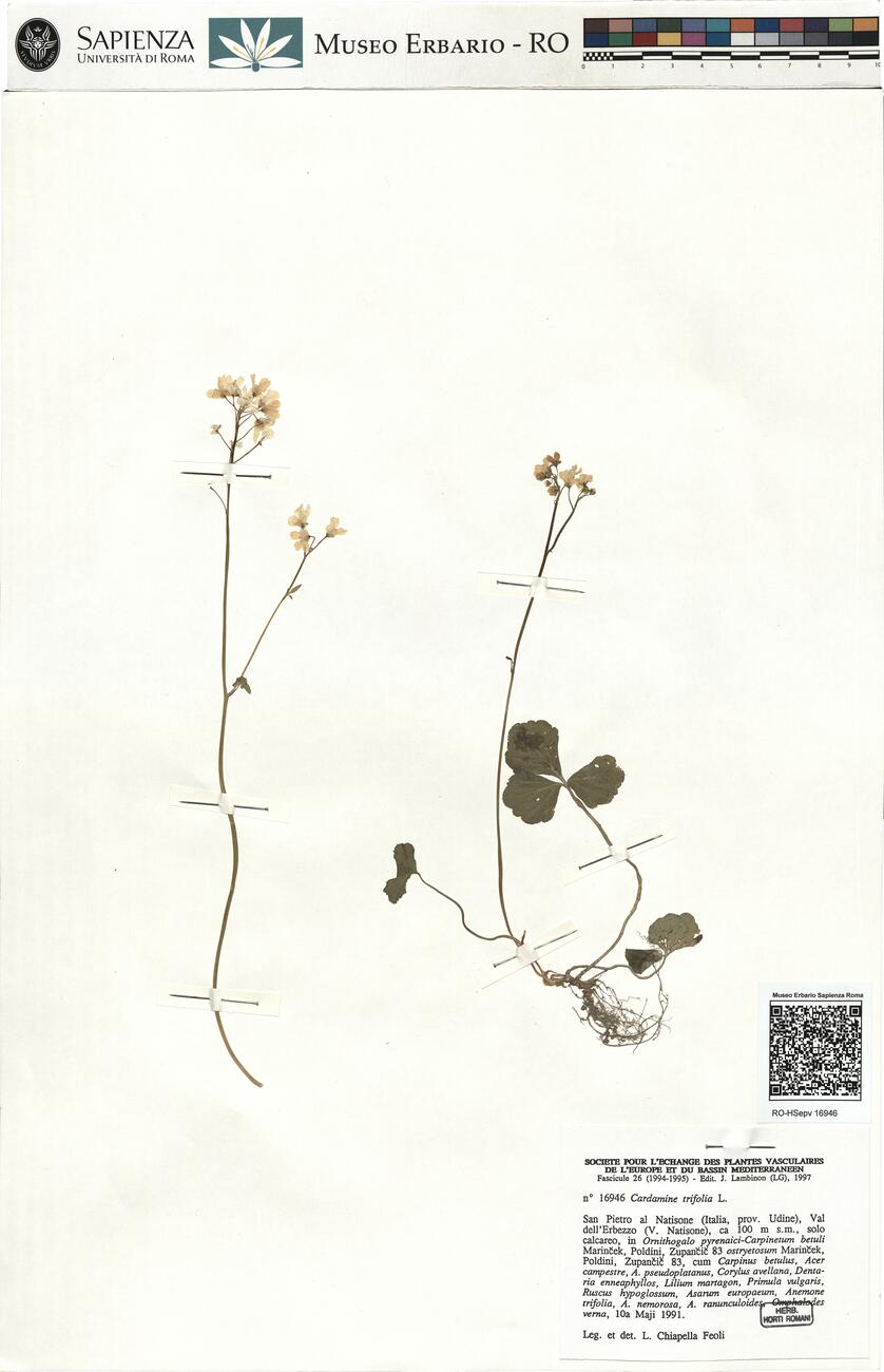 Cardamine trifolia L. -  RO-HSepv 16946 photo