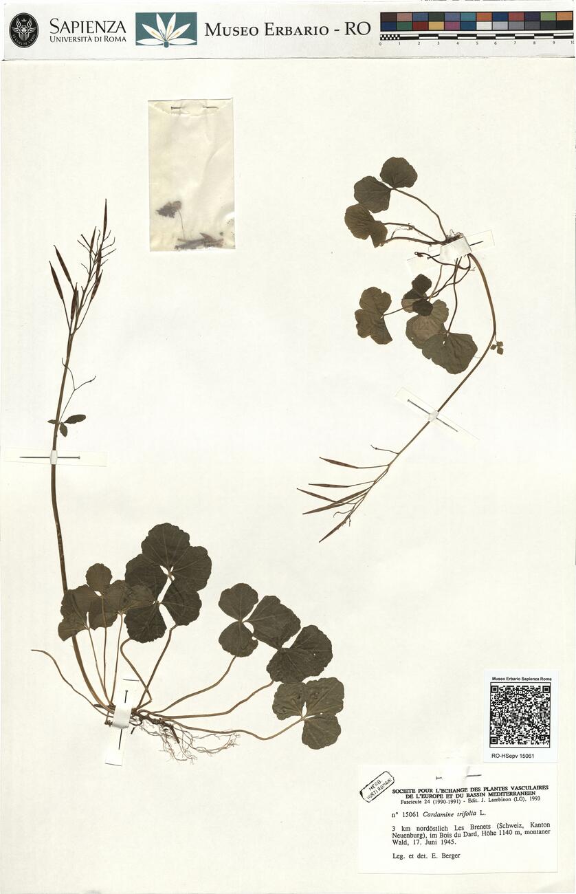 Cardamine trifolia L. -  RO-HSepv 15061 photo