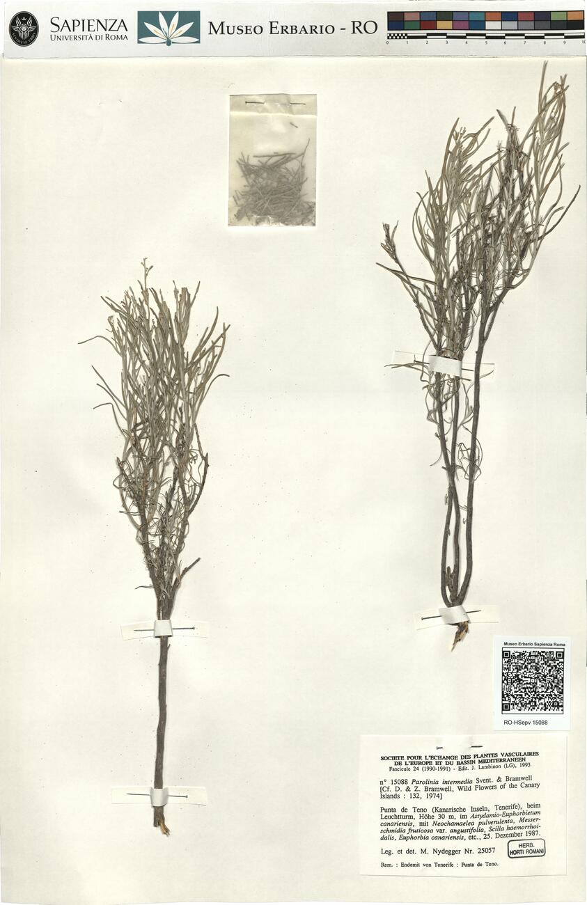 Parolinia intermedia Svent. & Bramwell -  RO-HSepv 15088 photo