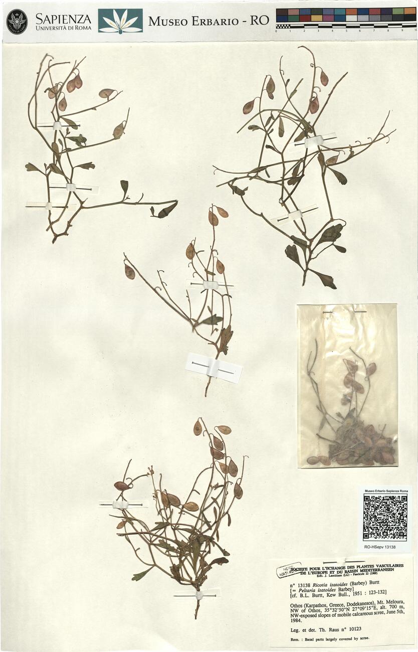 Ricotia isatoides (Barbey) Burtt -  RO-HSepv 13138 photo