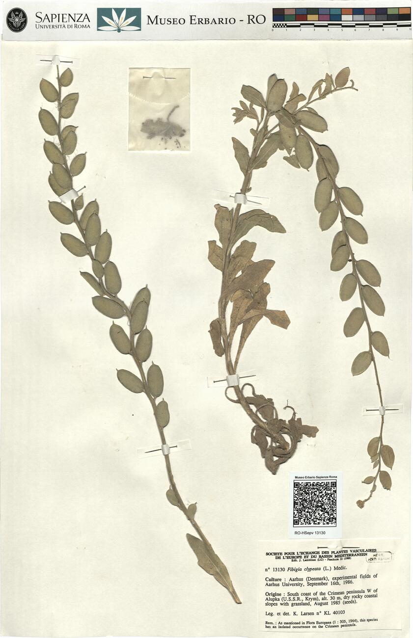 Fibigia clypeata (L.) Medic. -  RO-HSepv 13130 photo