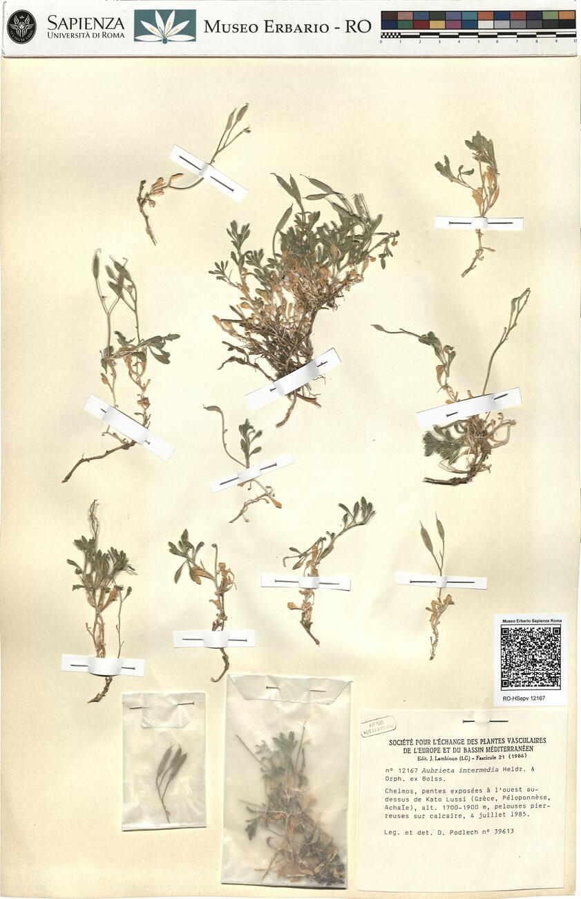 Aubrieta intermedia Heldr. & Orph. ex Boiss. -  RO-HSepv 12167 photo