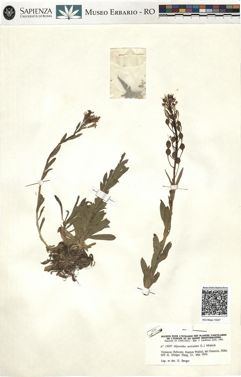Alyssoides utriculata (L.) Moench -  RO-HSepv 15037 photo