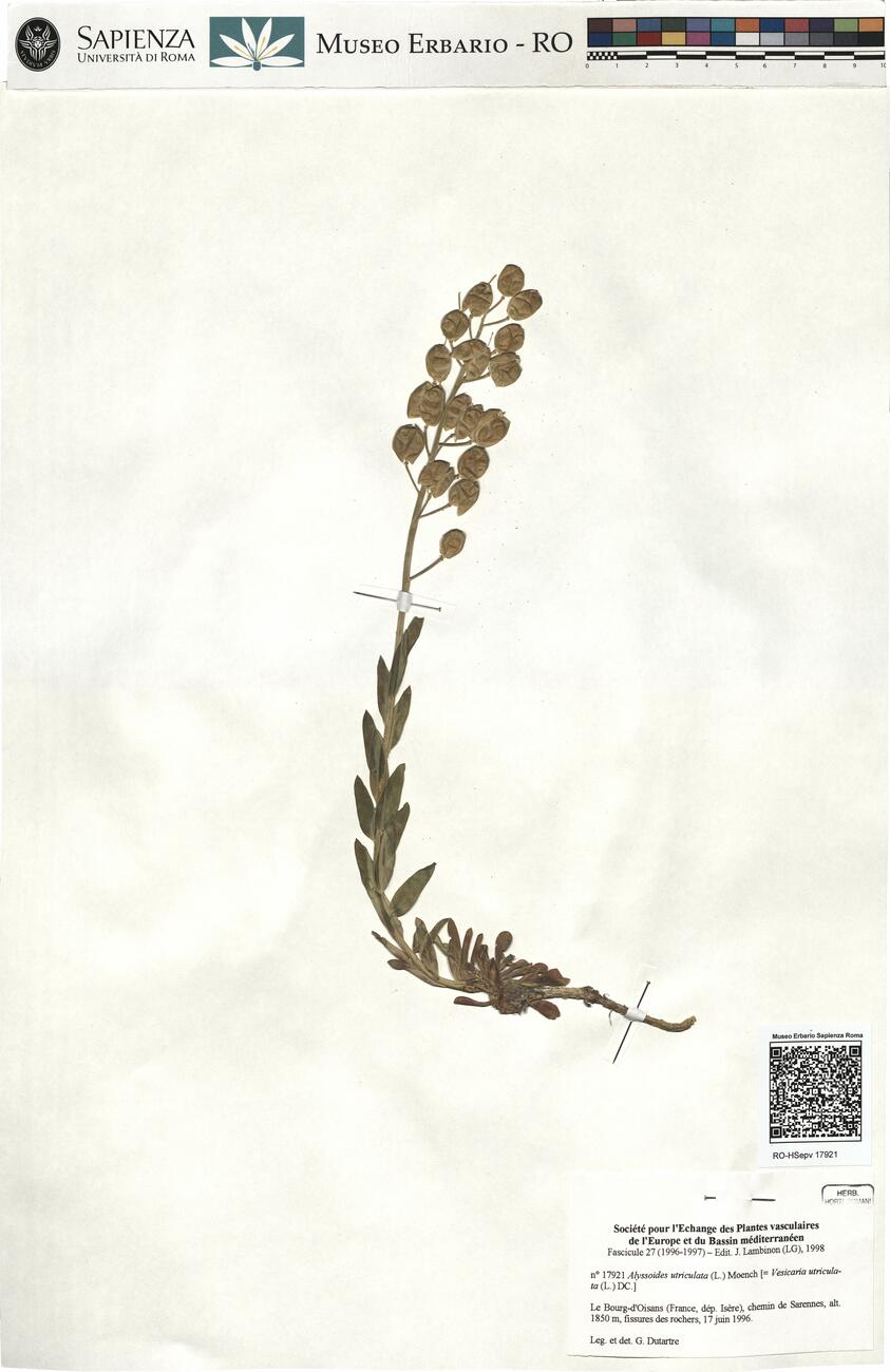 Alyssoides utriculata (L.) Moench -  RO-HSepv 17921 photo