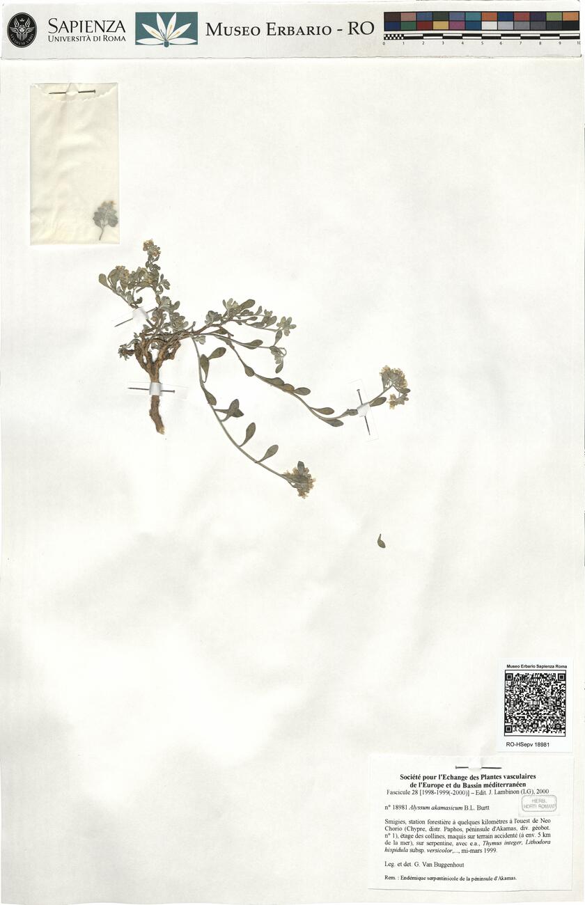 Alyssum akamasicum B.L. Burtt -  RO-HSepv 18981 photo