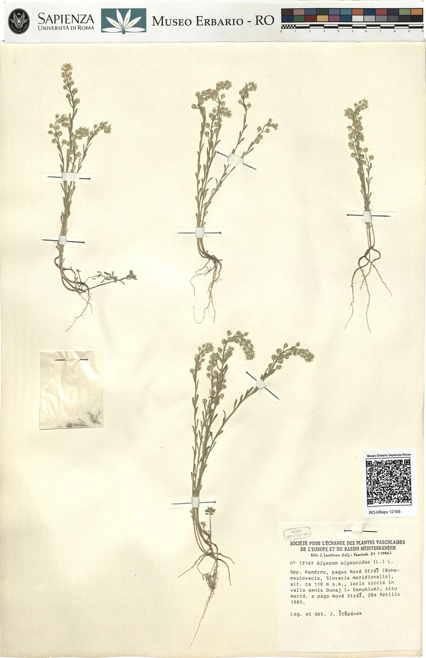 Alyssum alyssoides (L.) L. -  RO-HSepv 12165 photo
