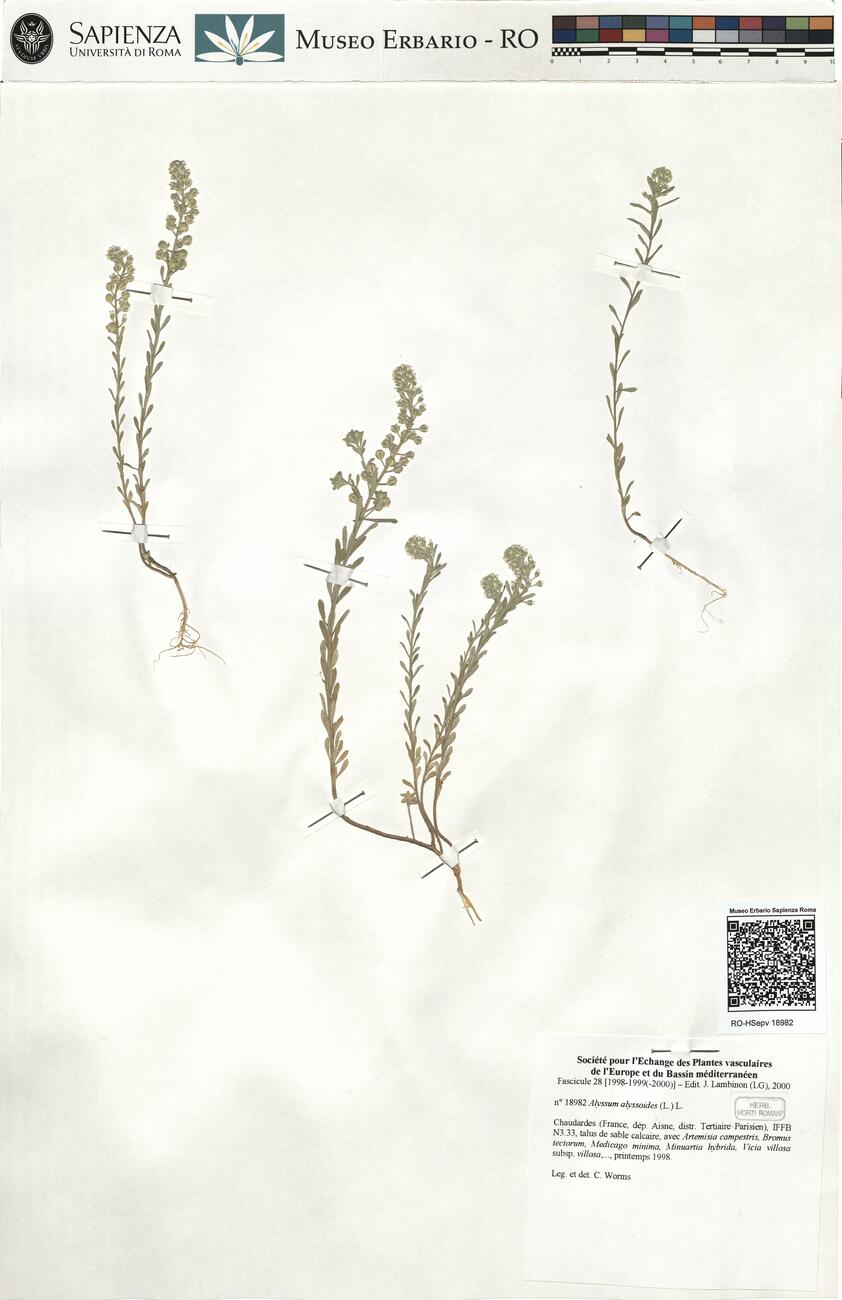 Alyssum alyssoides (L.) L. -  RO-HSepv 18982 photo