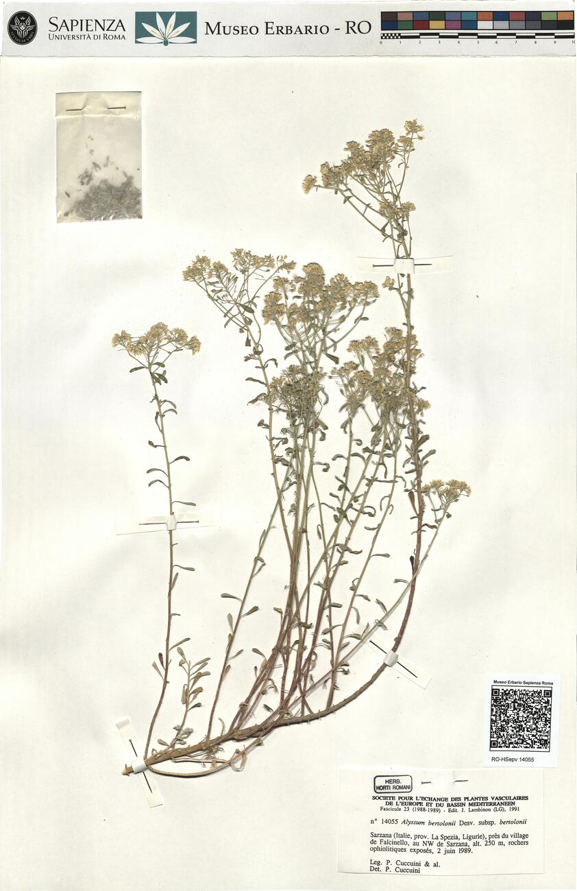 Alyssum bertolonii Desv. subsp. bertolonii -  RO-HSepv 14055 photo