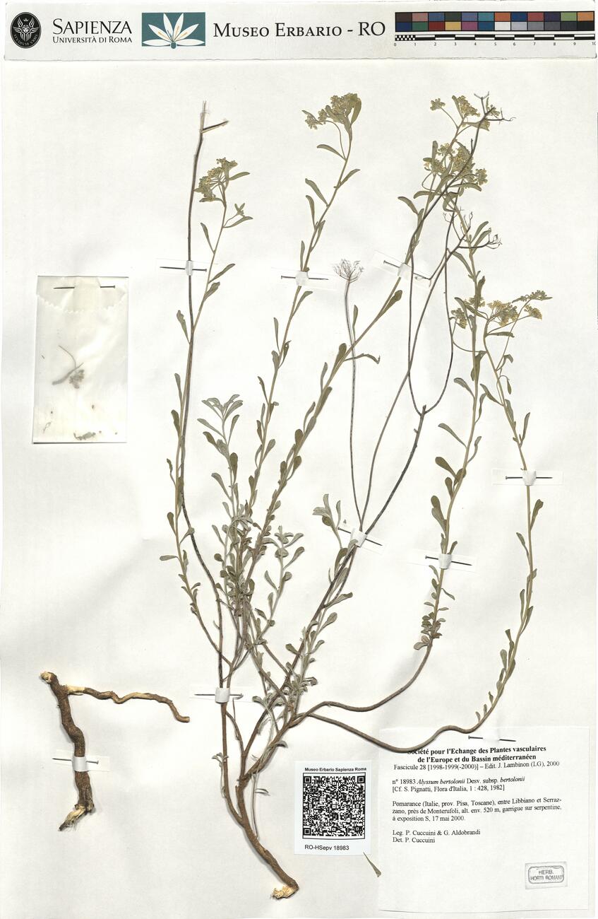 Alyssum bertolonii Desv. subsp. bertolonii -  RO-HSepv 18983 photo