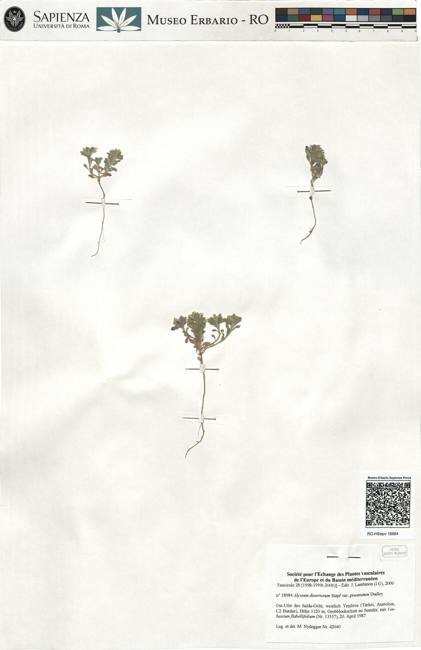 Alyssum desertorum Stapf var. prostratum Dudley -  RO-HSepv 18984 photo