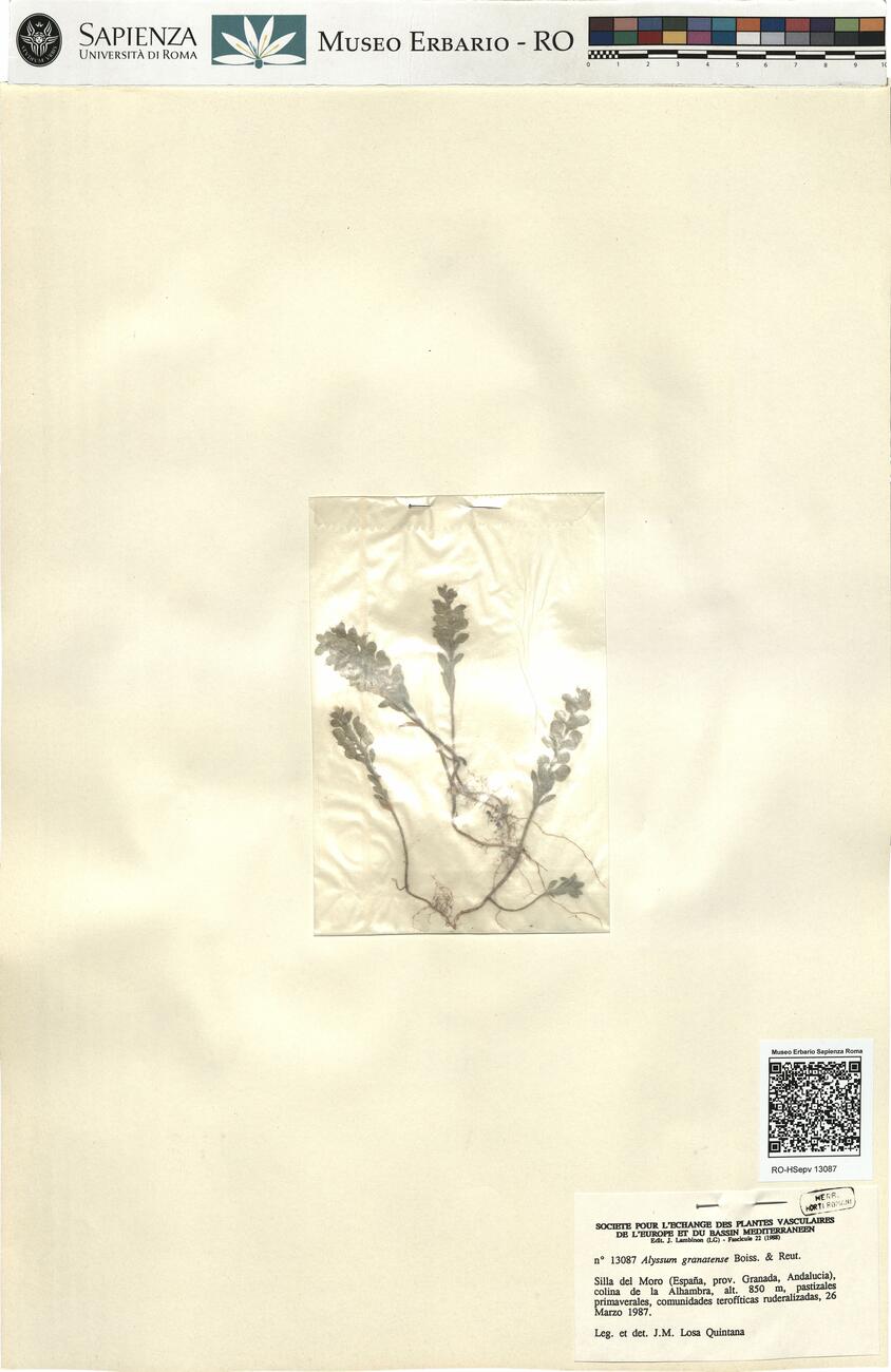Alyssum granatense Boiss. & Reut.  -  RO-HSepv 13087 photo